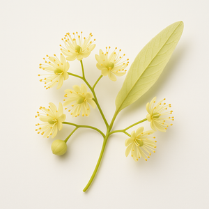 Fleur de tilleul