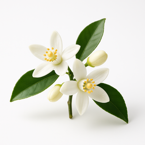 Fleur d'oranger