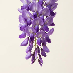 Glycine