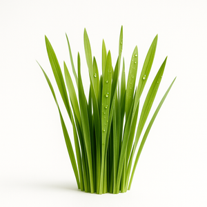 Herbe verte