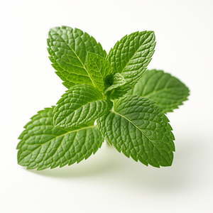 Menthe