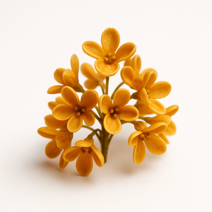Osmanthus absolu