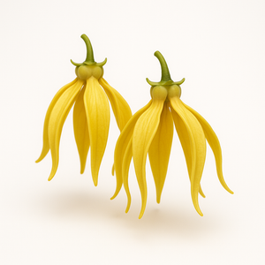 Ylang-Ylang