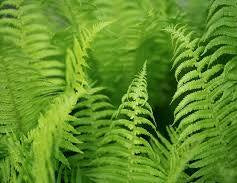 Parfums Fougère / Aromatiques