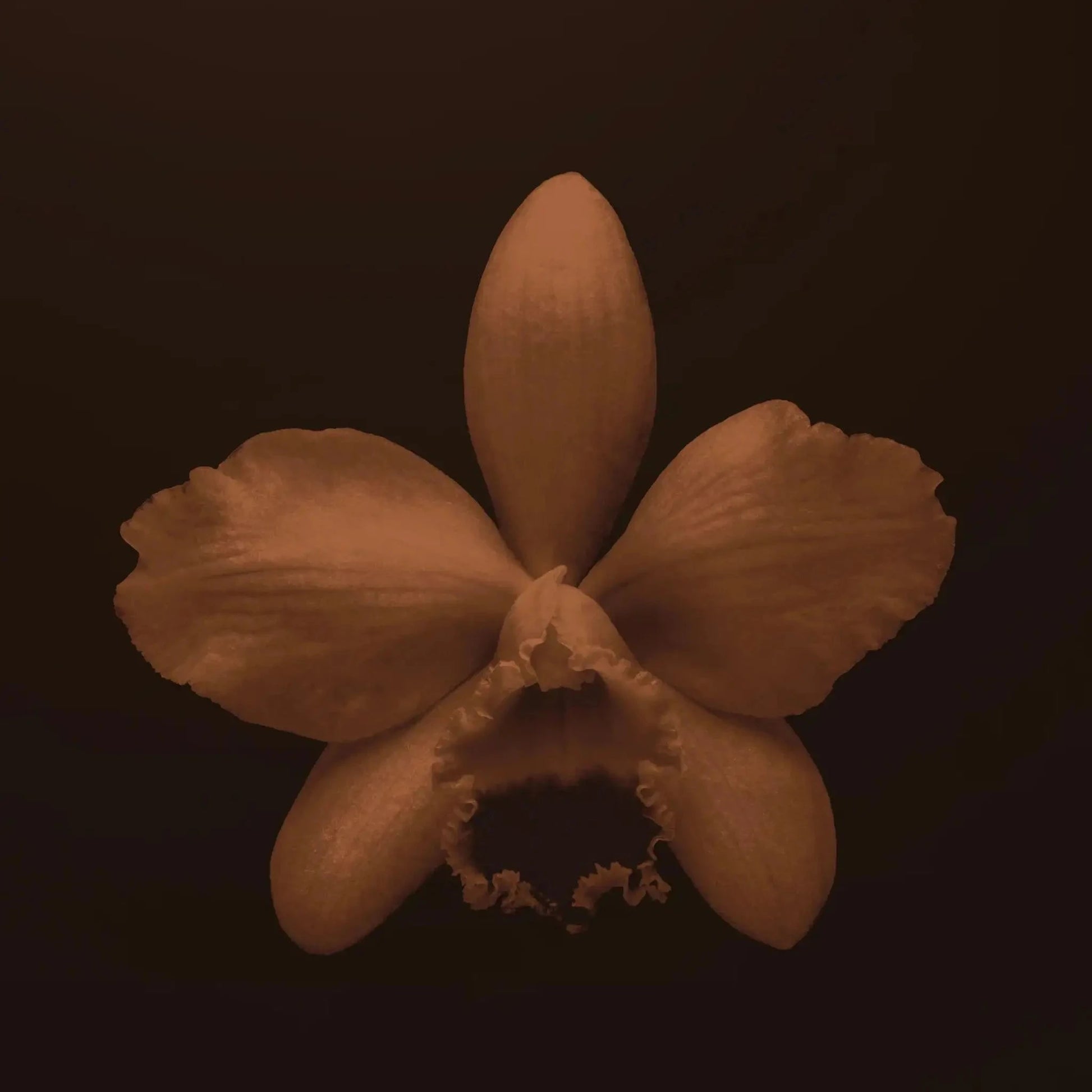 BDK Parfums Vanille Caviar eau de parfum 100 ml