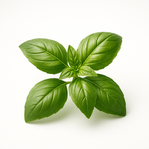 Basilic