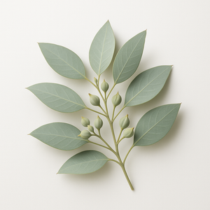 Eucalyptus