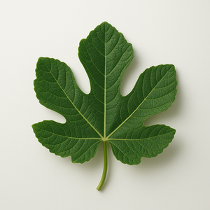 Feuille de figuier