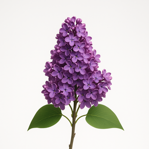 Lilas