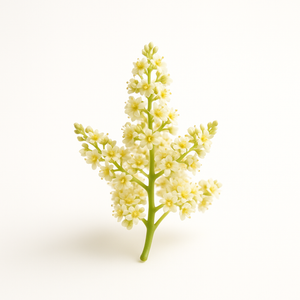 Fleur de manguier