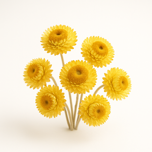 Immortelle